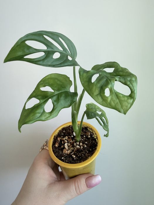 Монстера Манки Маск