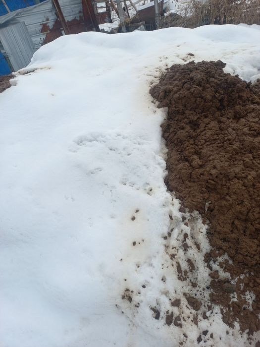 Одам навос даром. Сомавывес.  навос чистый