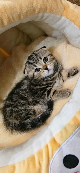 висЛоуХие  ШотЛанДские