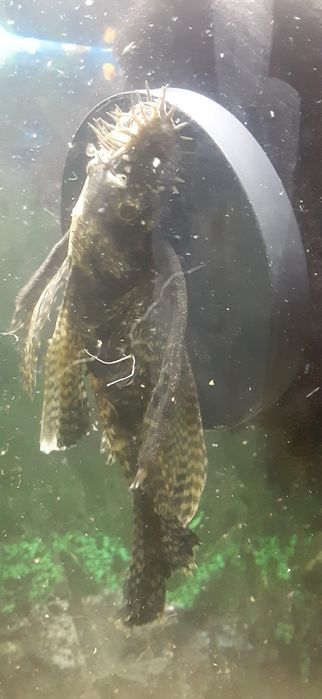 Аквариумные рыбки