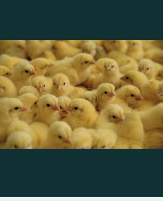 Pui de o zi rasă mixta si alb de carne