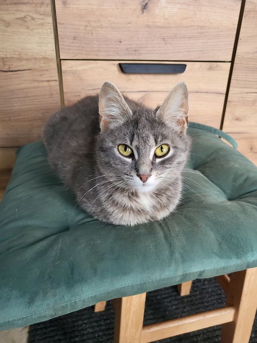 Pisici taddy silver cu par lung