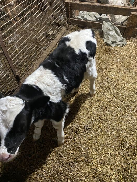 Продам бычка голштин