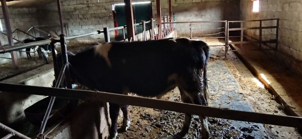 Бычок 10 айлық зор