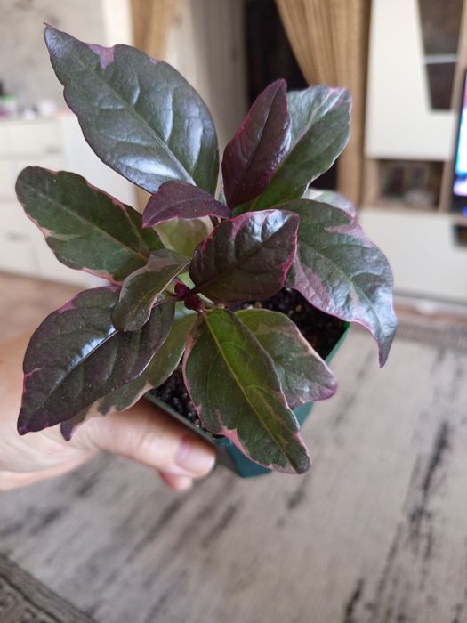 Продам комнатные растения