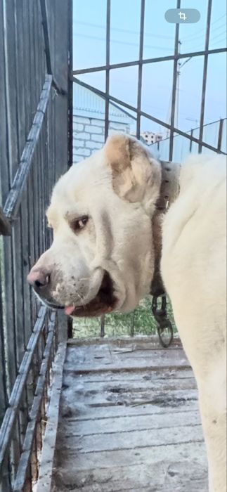 Алабай ждет на вязку