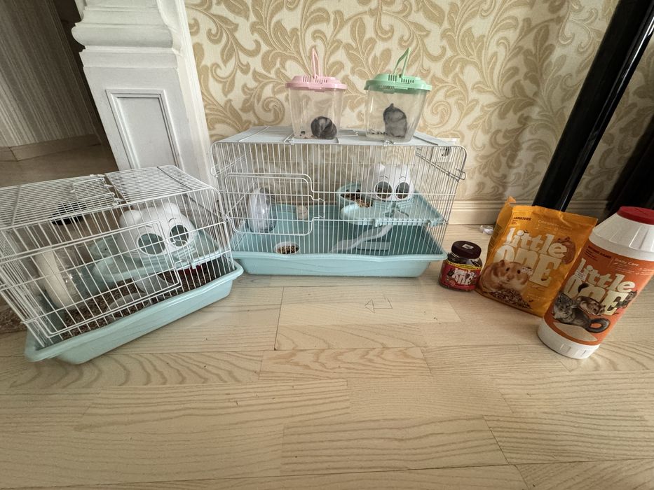 Продам 2 хомяка 1 девочка 1 мальчик