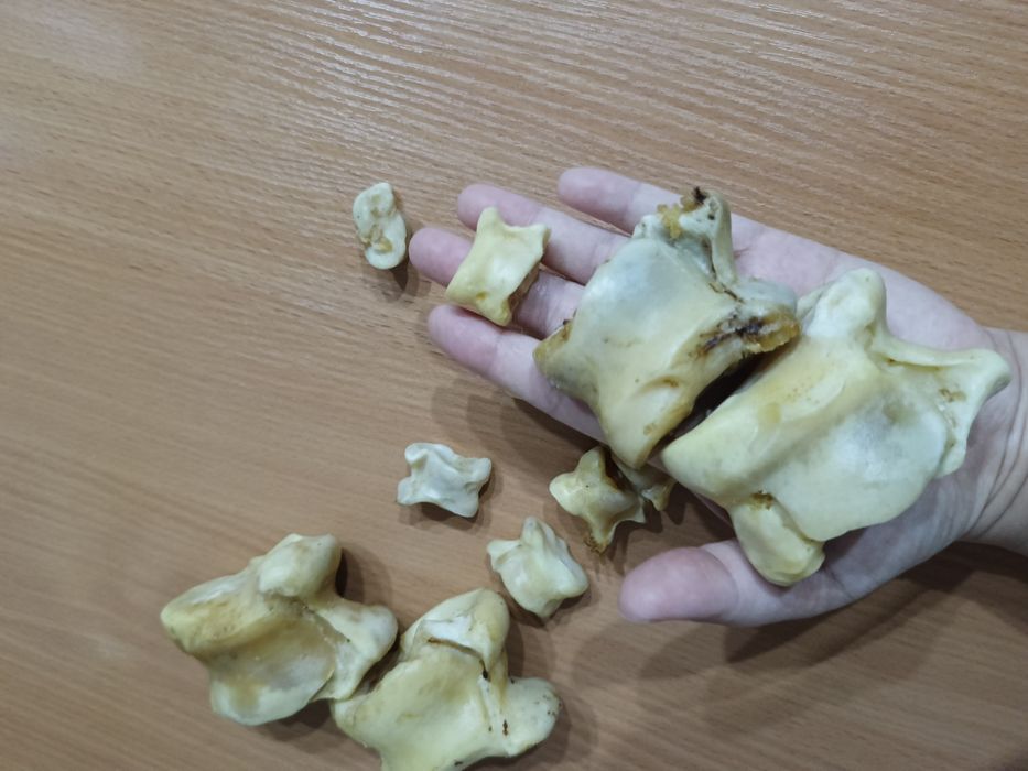 Продам Асык ! Срочно