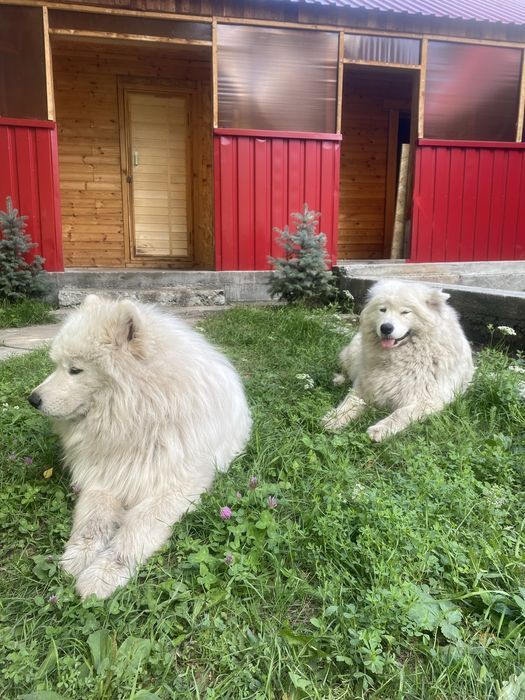 Продаются щенки самоедов