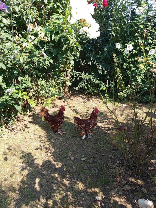 Vând 2 cocos roșu bobat