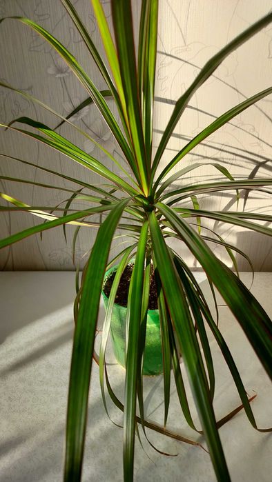 Продам комнатный цветок Драцена. Цена 2800 тенге