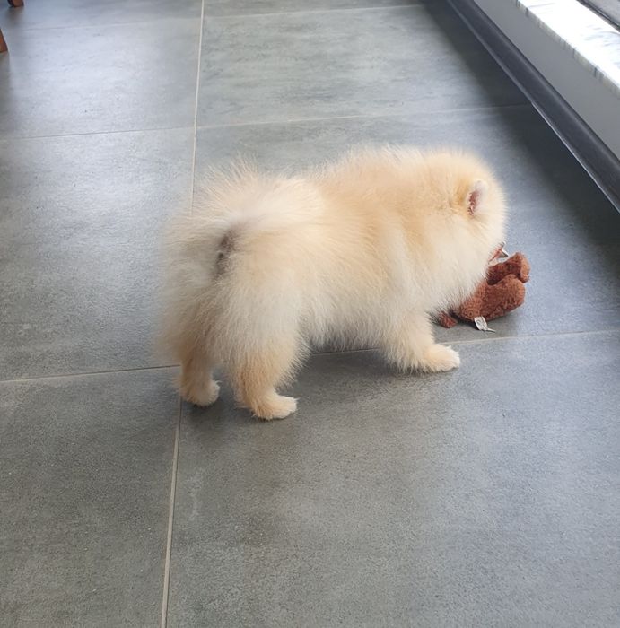 померан померански шпиц