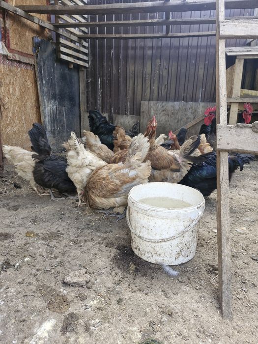 Продам домашних курей
