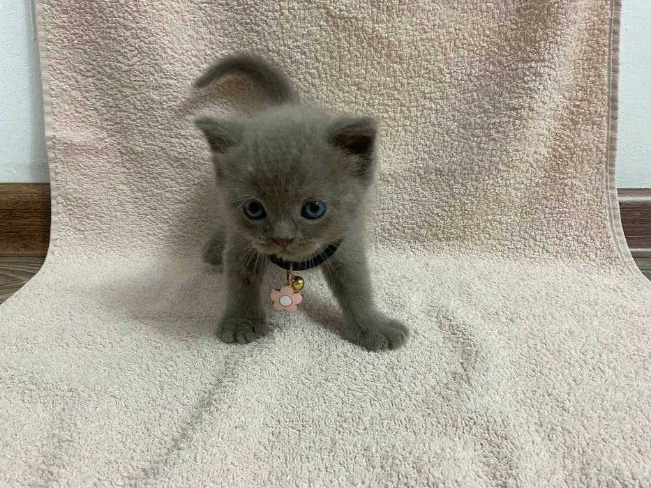 Британский Котенок Мальчик