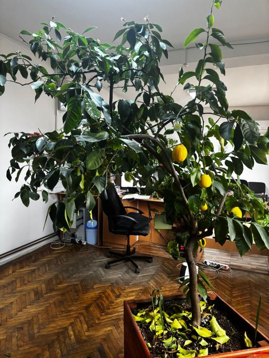 Lamai foarte roditor peate 2 m inaltime!!!