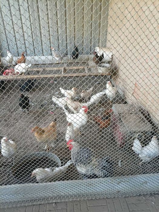 Домашние куры продам