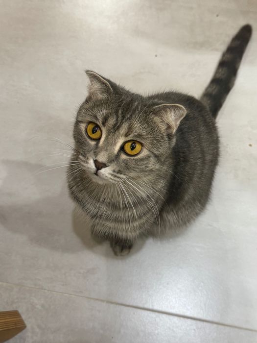 Отдам в хорошие руки