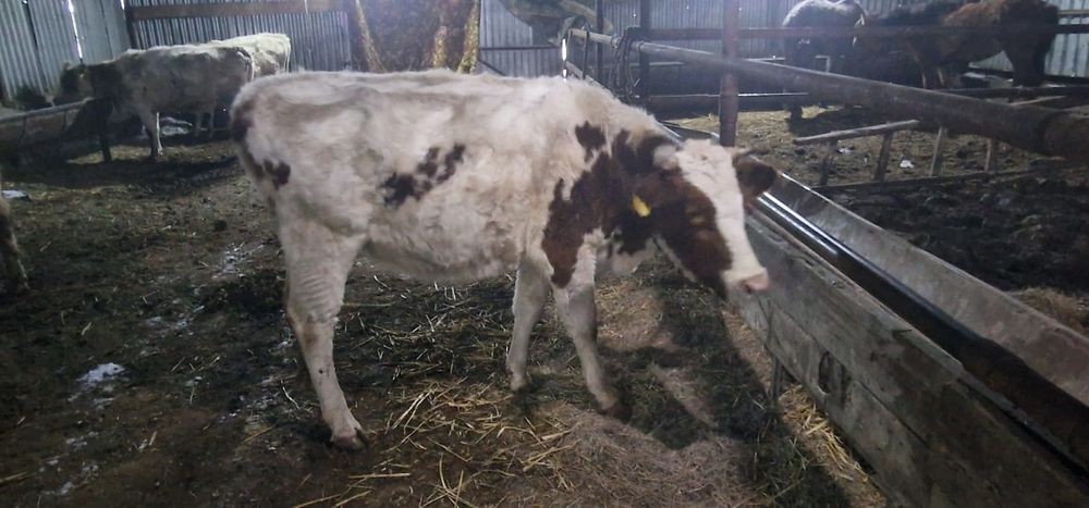 Симентал сиыр қашар сатылады