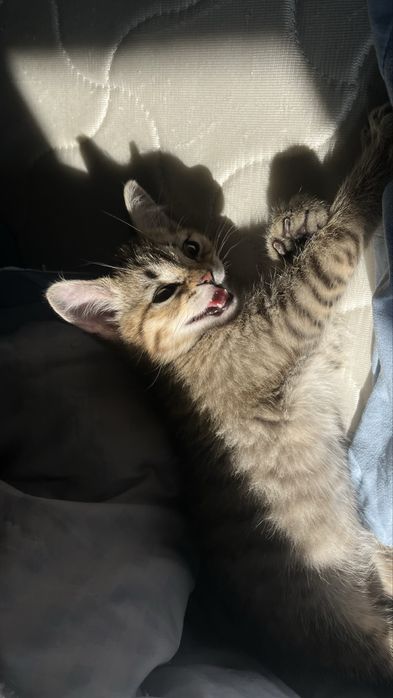 Продам котенка (скоттиш-страйт)