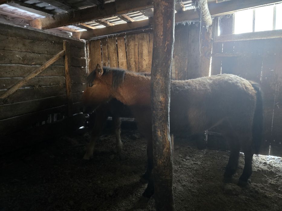 Тайлар с откорма