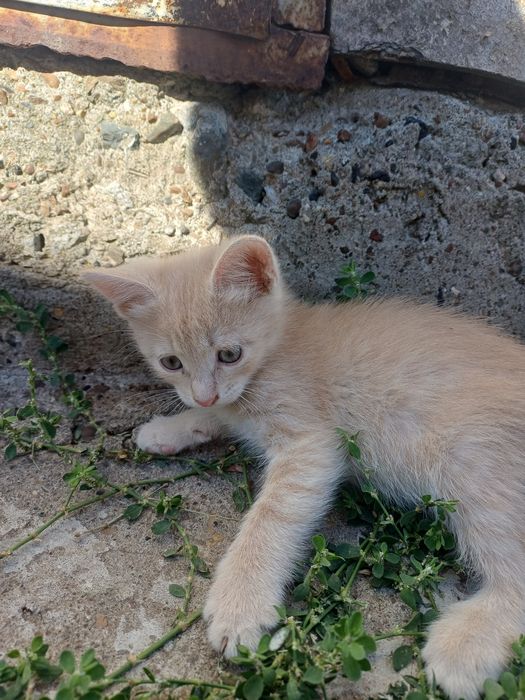 Отдам в добрые руки котят