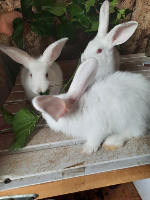 Quyon bollari sotiladi