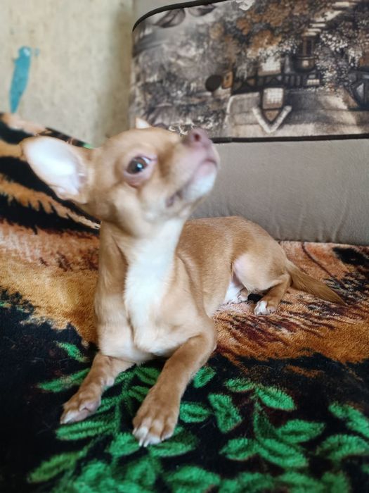 Ждём невесту Порода Чихвахва