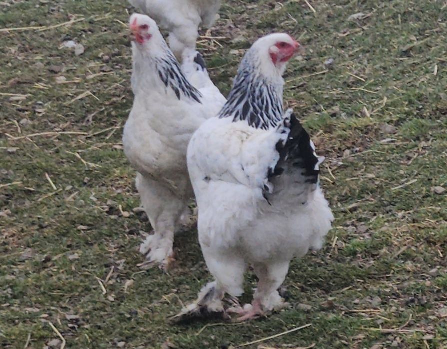 Vând o pereche de găini Brahma HD