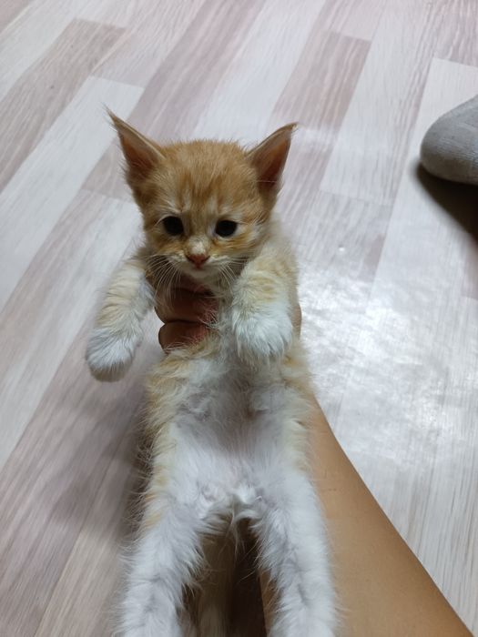 6 котят в добрые ручки