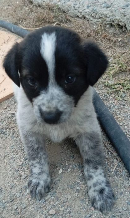 Щенятки Дворянины малышня