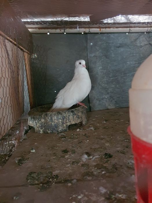 Омурташки гълъби