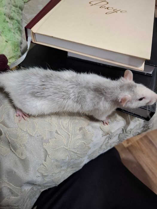 Продаются крыски