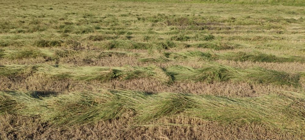 Продам сено в рулонах
