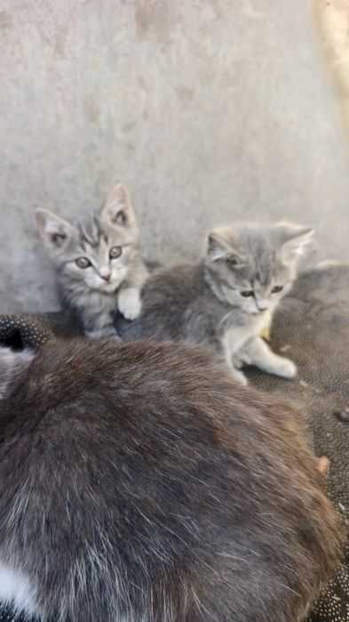 Отдам котят в хорошие руки