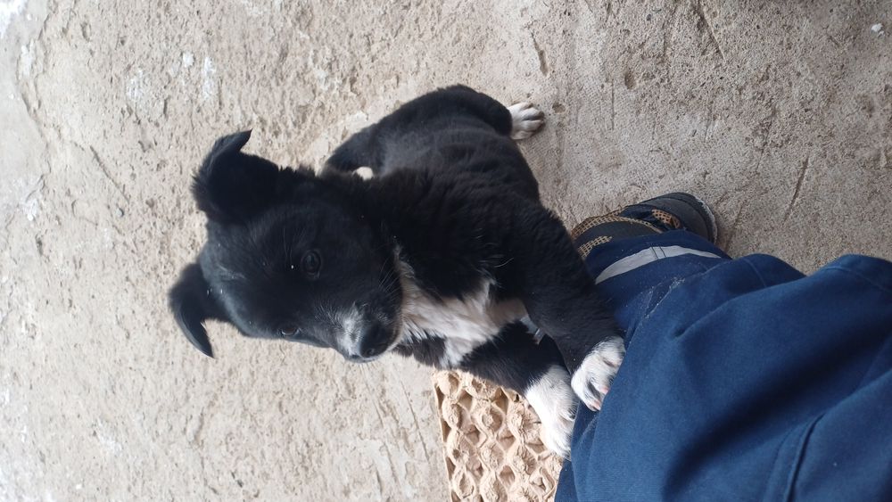 Отдам в хорошие руки