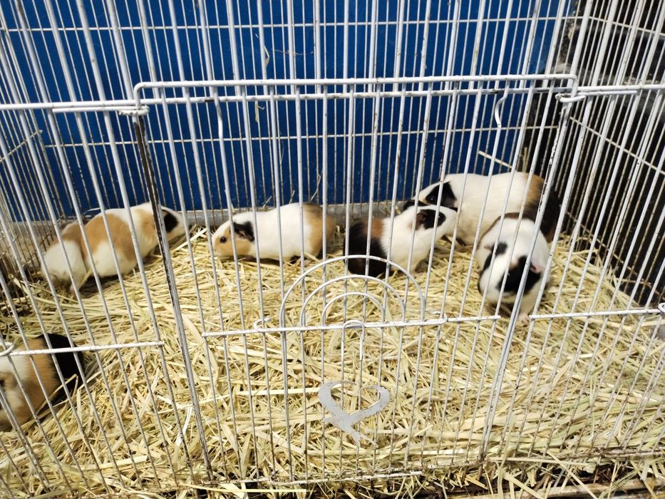 Морской свинкалар Соглом парвариш килинглар