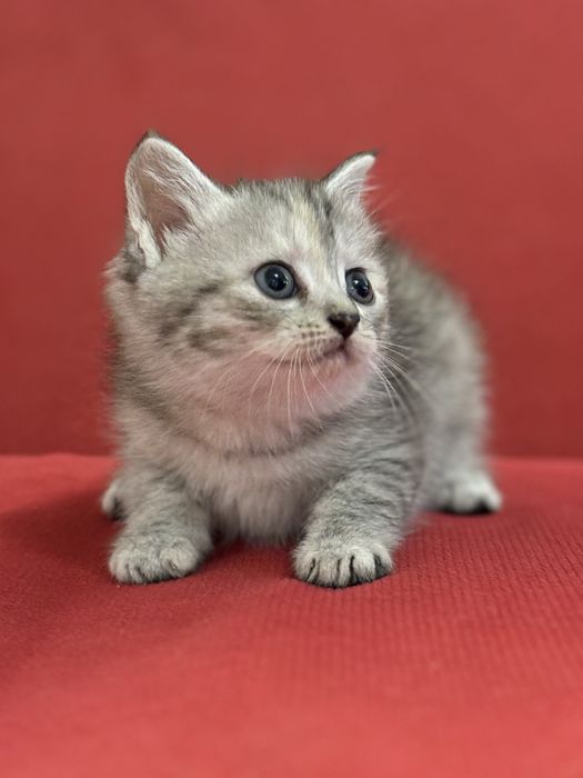 Котята ласковые