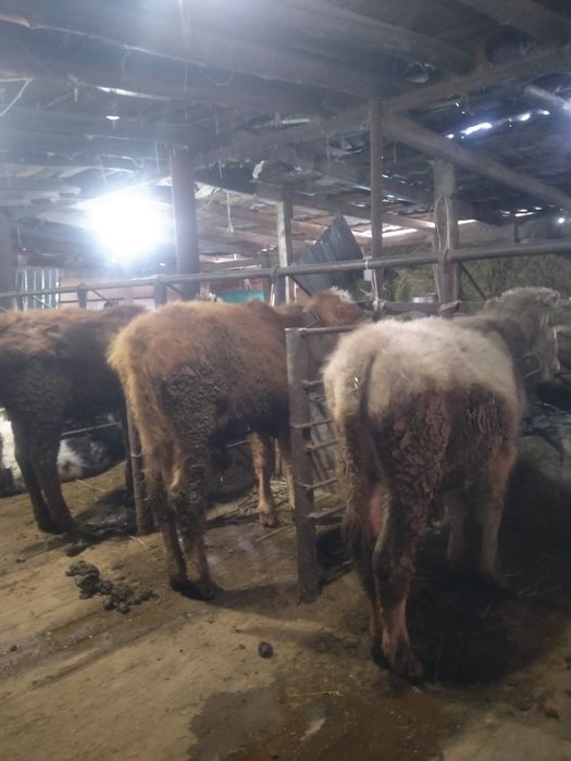 Продам бычков ..