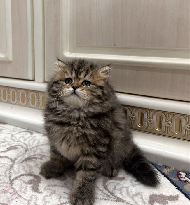 Британская золотая шиншилла