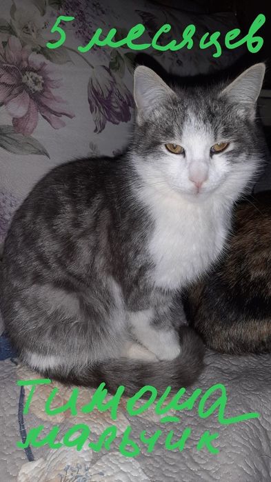 Котята в добрые руки