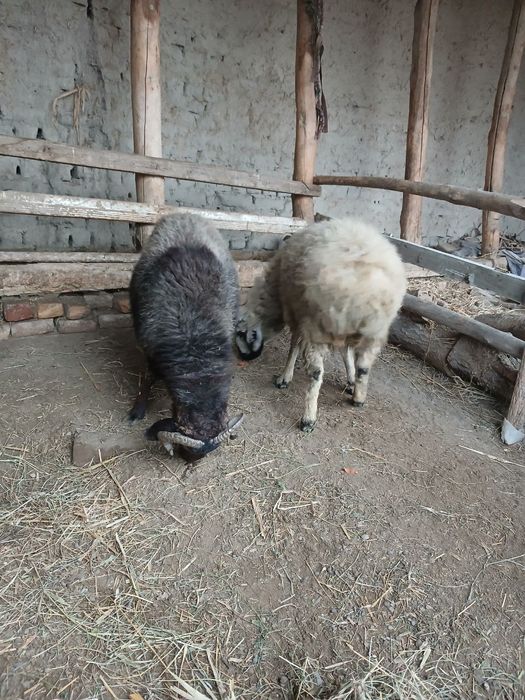 Бир нар Бир мода семиз баррала сотилади