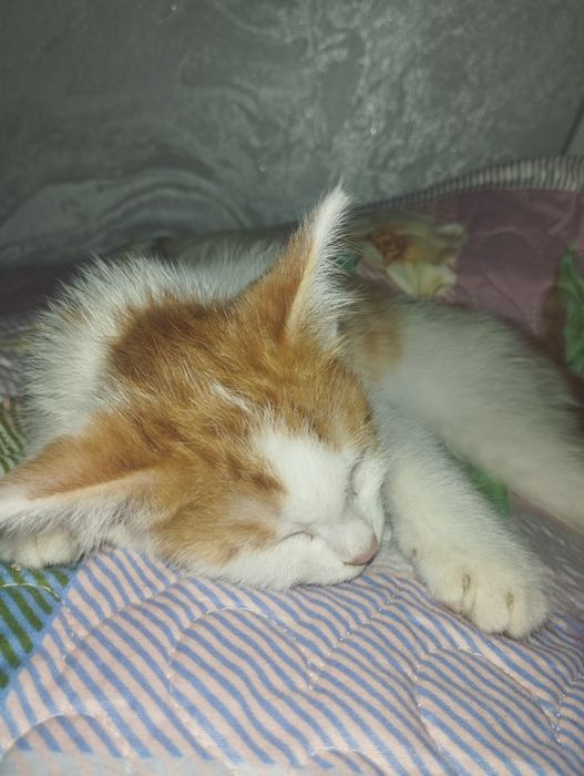 отдам даром котенка