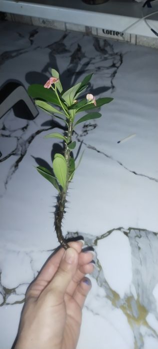 Продам отросток малочая