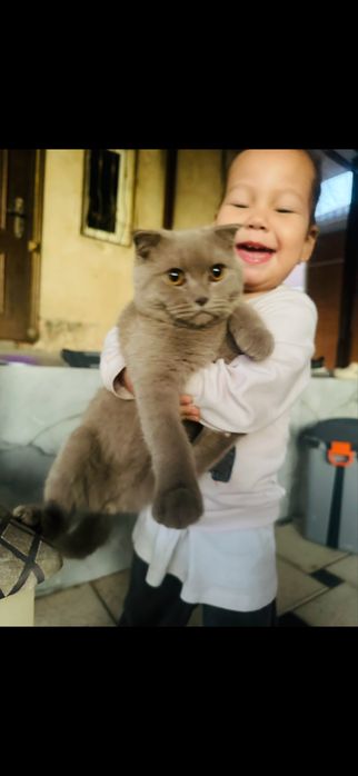 Шотландский мысық