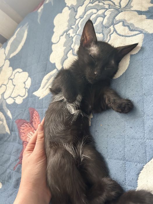 Отдам котенка в добрые руки