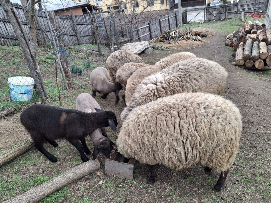 Vând oi carabase cu miei