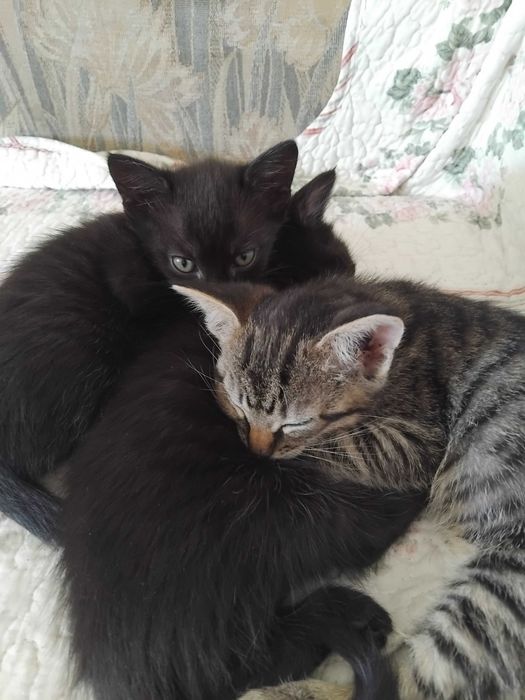 3 puiuti de pisica spre adoptie