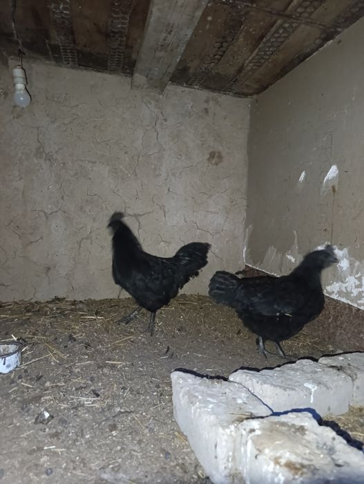 Uxeyul sotiladi zoʻr