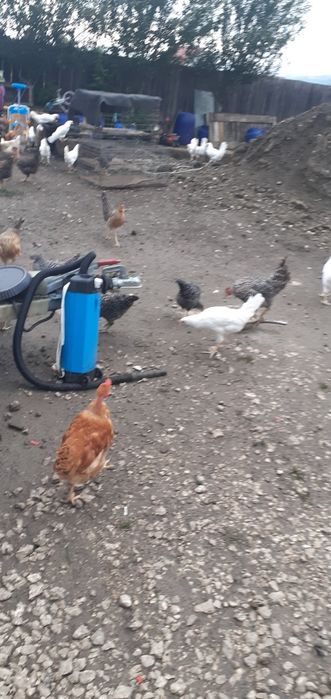 Puicuțe porumbac,negre,