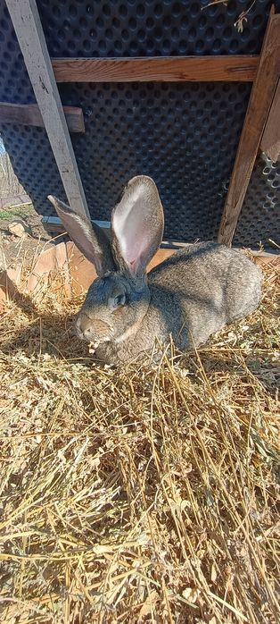 Vând iepuri uriaș belgian